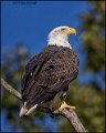 _1SB8754 american bald eagle
